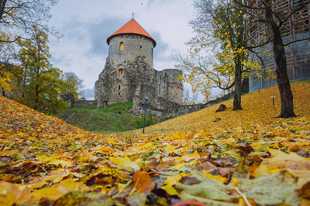 秋天满地落叶的城堡图片
