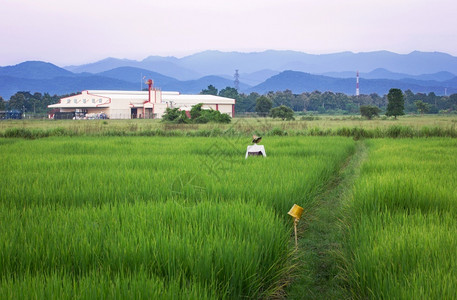 农工加业和蓝天与农村地区稻田的青天空磨绿色蓝的图片