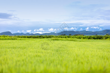 晴天重点郁葱绿色草地和蓝天空上有云的小型山丘柔软焦点和模糊不清之处明亮的高清图片素材