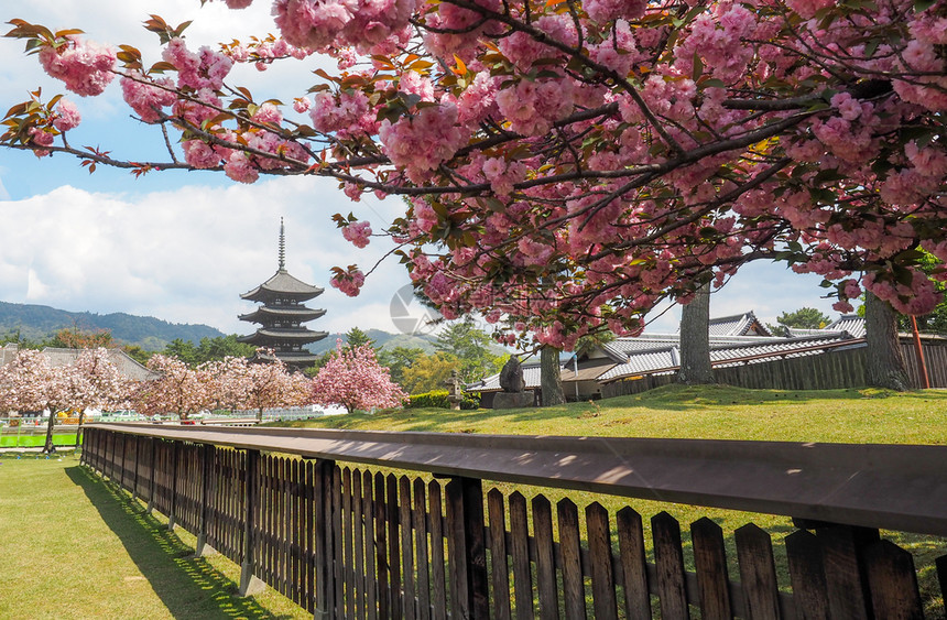 传统日本塔和樱花开在朝野日蓝色的樱桃云图片