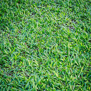 橄榄球户外草皮公共园绿色新草图片
