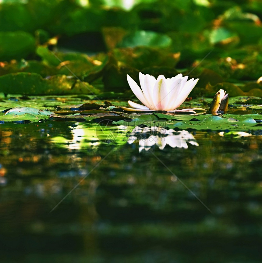 池塘中的白莲花图片