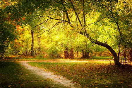 秋天户外公园的树林图片