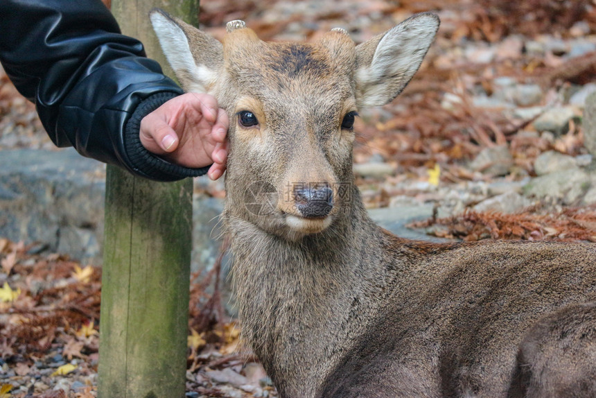 亚洲在纳拉公园与日本野生友善可爱鹿接触的观光手棕色苹果浏览器图片