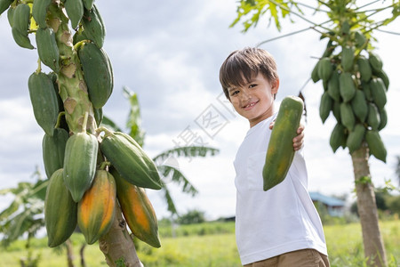一个小男孩在后院挑木瓜健康和有机的食物绿色背景图片