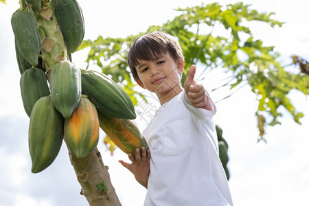 农民一个小男孩在后院挑木瓜健康和黄色的户外背景图片