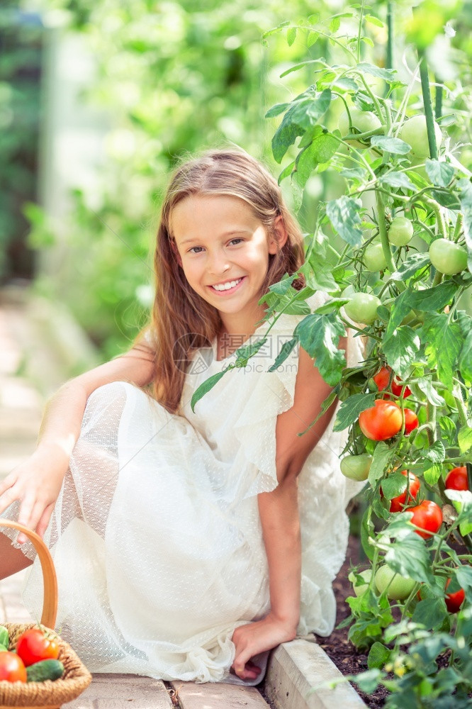 可爱的小女孩在温室中采集黄瓜和西红柿用小篮子和蔬菜配的婴儿长相与小篮子一起捕捉可忍受的小女孩在温室中收获黄瓜和西红柿季节农业有机图片