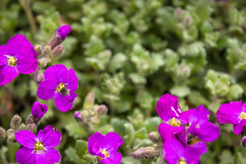 盛开最佳在室内绿叶背景上的紫色花朵春天的小粉红色花朵的绿叶背景上的紫色花朵图片