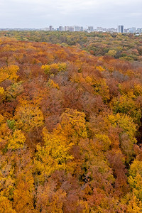秋季公园树林图片