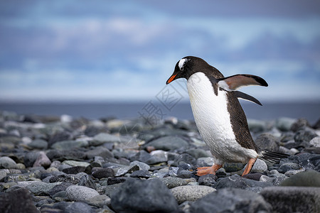 灰色企鹅山蹒跚极灰石背景上的可爱黑白企鹅羽毛花背景