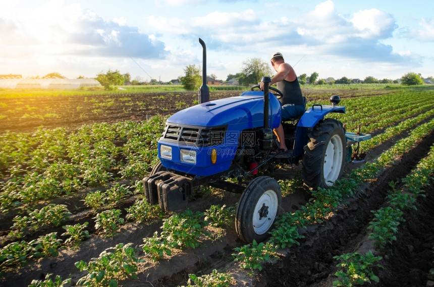 分蘖工作驾驶农民正在种植一个马铃薯园年轻马铃薯灌木农场机械作物护理土壤质量改善耕种和松开土地农产工业和综合企地貌图片