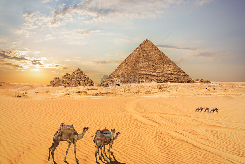 埃及孟卡拉金字塔和骆驼图片