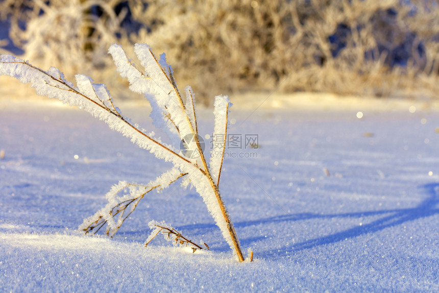 冰霜中的灌木枝叶仿佛被施了魔法在雪覆盖的田地背景下温柔的阳光照亮了丛林树枝在寒冷的霜冻中露出明亮和温柔的太阳照亮了一片雪覆盖的田图片