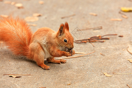 可爱松鼠吃栗子年轻的户外高清图片