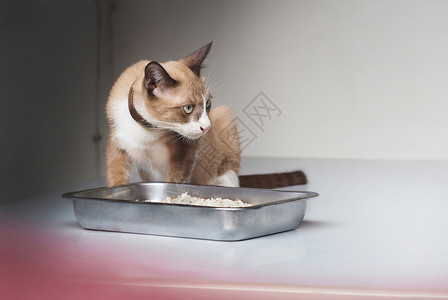 猫咪面前的猫粮盆图片