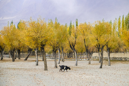 吉尔吉特黄色的巴基斯坦SkarduGilgitBaltistan农村秋季黄叶树的景观图环境旅行背景