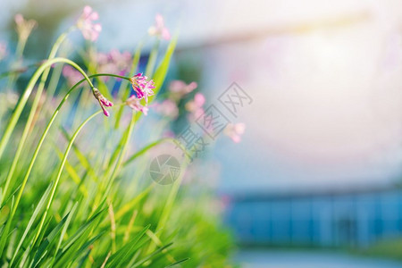 未开垦阳光明日紫花田植物低角度视图明亮的雏菊图片