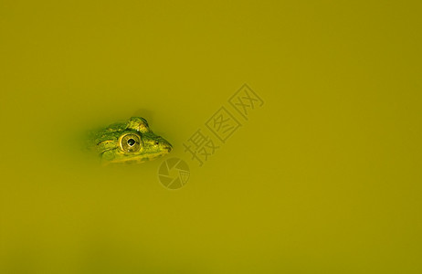 丑陋水身体印度池塘青蛙冲出头顶图片