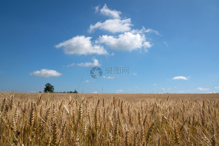 户外植物在阳光明媚的天与蓝之间近距离拍摄玉米田的画面德国图片