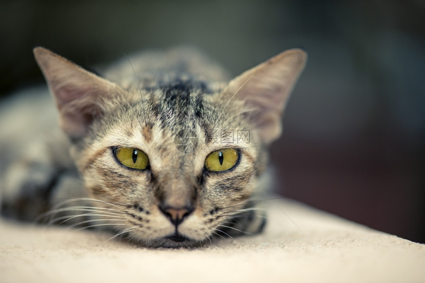 黄色的流浪猫在墙上行走有条纹的桌子图片