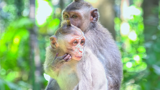 野生动物猴子荒野高清图片素材