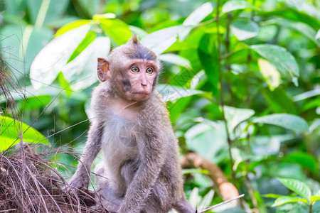 野生动物猴子自然高清图片素材