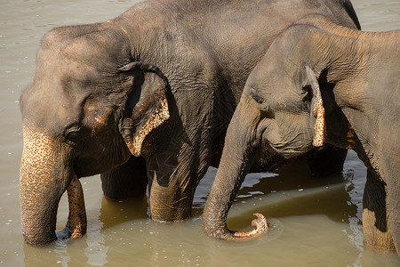 亚洲人大象在斯里兰卡野生的神奇动物河中放松和沐浴大型亚洲象田园诗般的动物群苹果浏览器高清图片素材