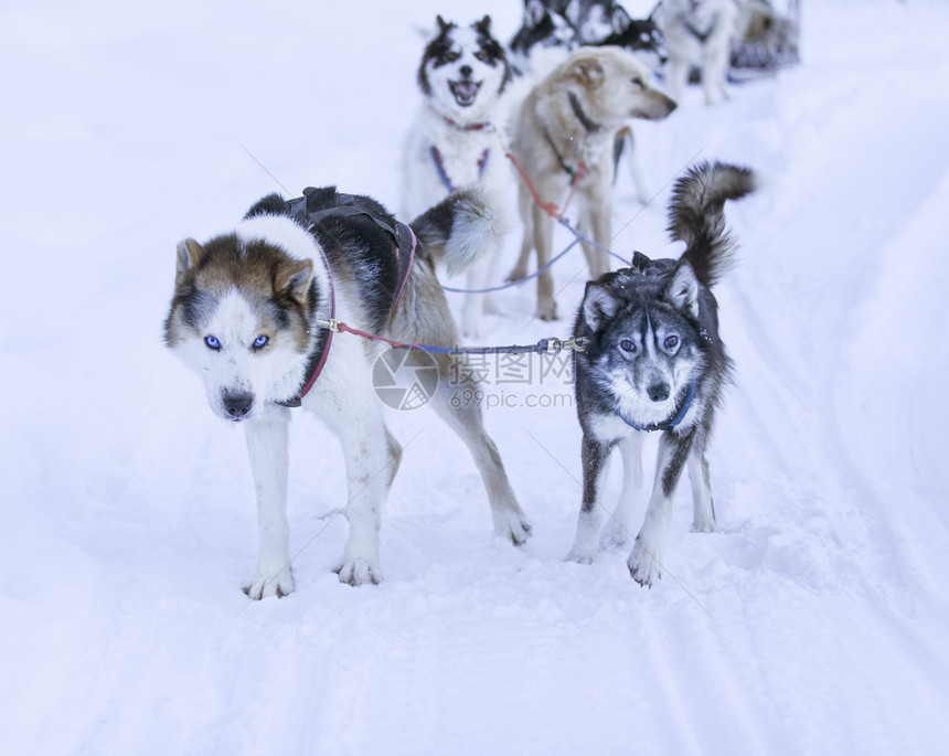 国内的堪察加可选择卡姆恰特霍斯基拖着雪橇的图片