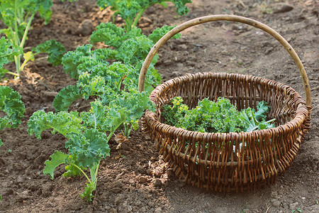 社区园艺生长户外菜里种植的年轻羽衣甘蓝园丁在篮子里采叶菜园种植的年轻羽衣甘蓝背景图片