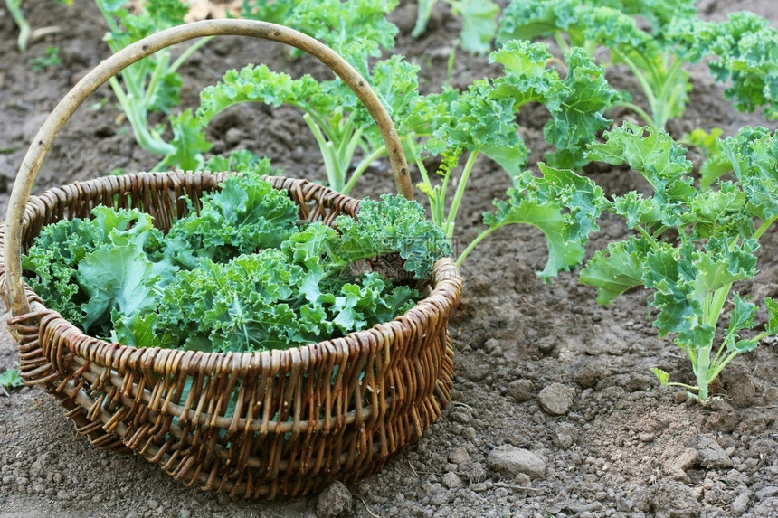 蔬菜植物食用园里种植的年轻羽衣甘蓝园丁在篮子里采叶菜园种植的年轻羽衣甘蓝园丁在篮子里采叶图片