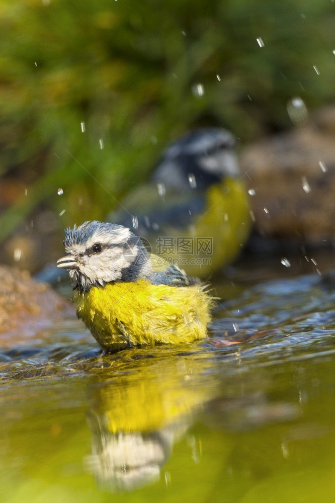 观鸟者蓝山雀Paruscaeruleus森林池塘西班牙森林卡斯蒂利亚和莱昂西班牙欧洲语鸟类生活图片