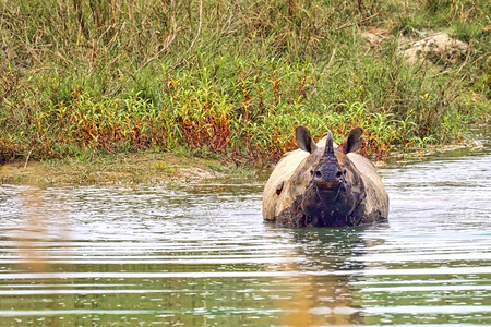 荒芜之地濒危印度人大一角犀牛印度亚洲裔单形象球湿地皇家Bardia公园尼泊尔巴迪亚公园尼泊尔亚洲苹果浏览器高清图片素材