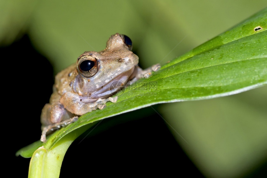 美丽中央热带青蛙雨林科瓦多公园奥萨保护区半岛哥斯达黎加中美洲生态系统图片