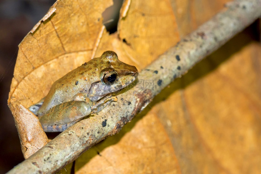 热带青蛙雨林科瓦多公园奥萨保护区半岛哥斯达黎加中美洲丽科斯塔避难所图片