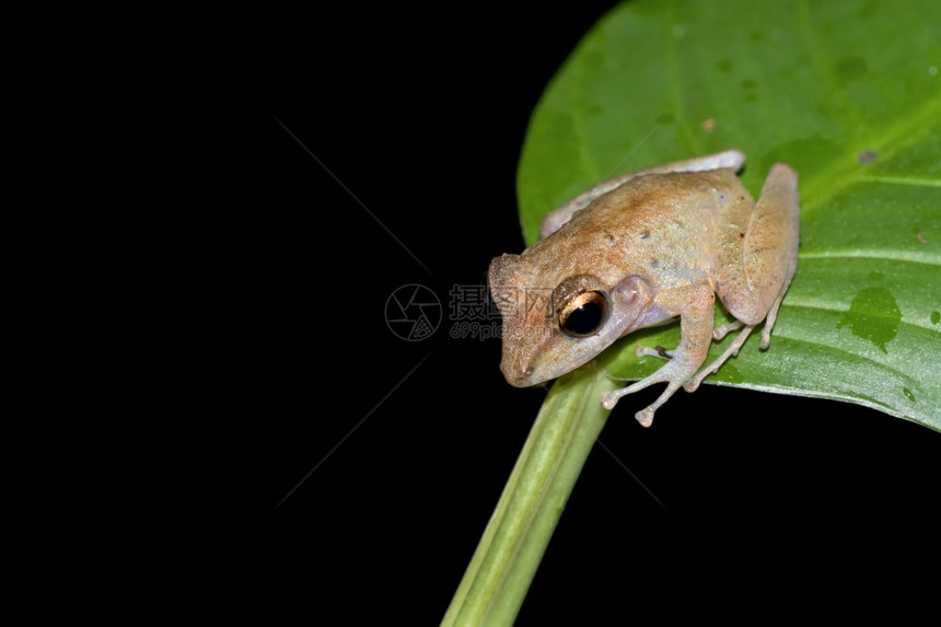 格拉纳达热带青蛙雨林科瓦多公园奥萨保护区半岛哥斯达黎加中美洲可爱的旅行图片