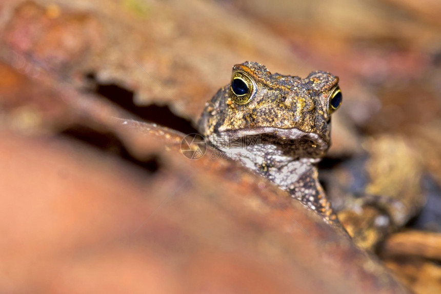 热带青蛙雨林科瓦多公园奥萨保护区半岛哥斯达黎加中美洲动物绿地森林图片