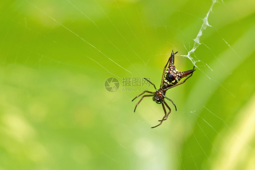 栖息地热带蜘蛛Micrathenasagittata热带雨林MarinoBallena公园UvitadeOsaPuntarena图片