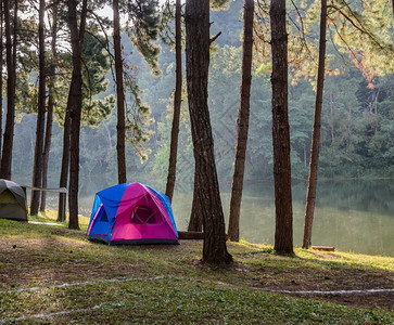 公园湖边松树林附近的露营帐篷闲暇图片