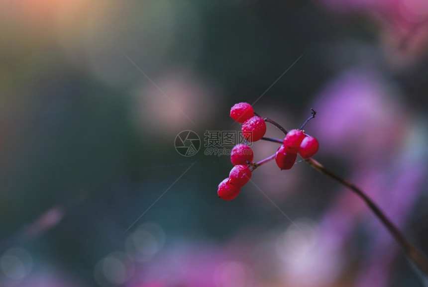 可选择的有焦点红野樱桃PrunusAvium带雨滴红樱桃在树枝上清晨露水阳光模糊背景美丽自然为生态友好概念荒野有机的图片