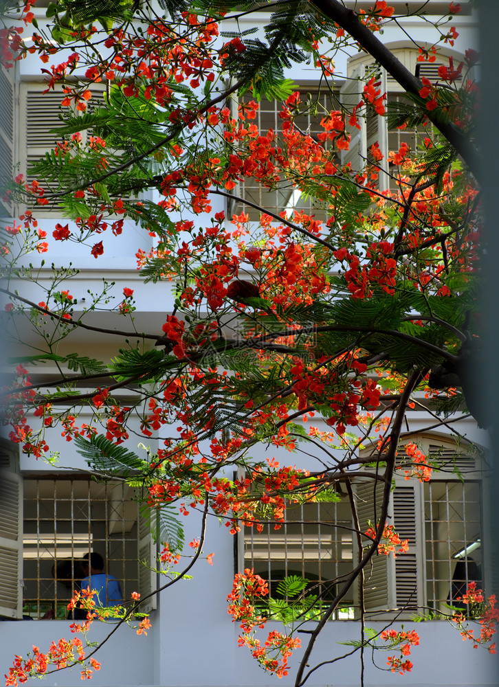 越南胡志明市学校开着的红窗鲜花夏火树暑期朵盛放生机蓬勃学夏季的凤凰花符号瞳孔墙景观图片