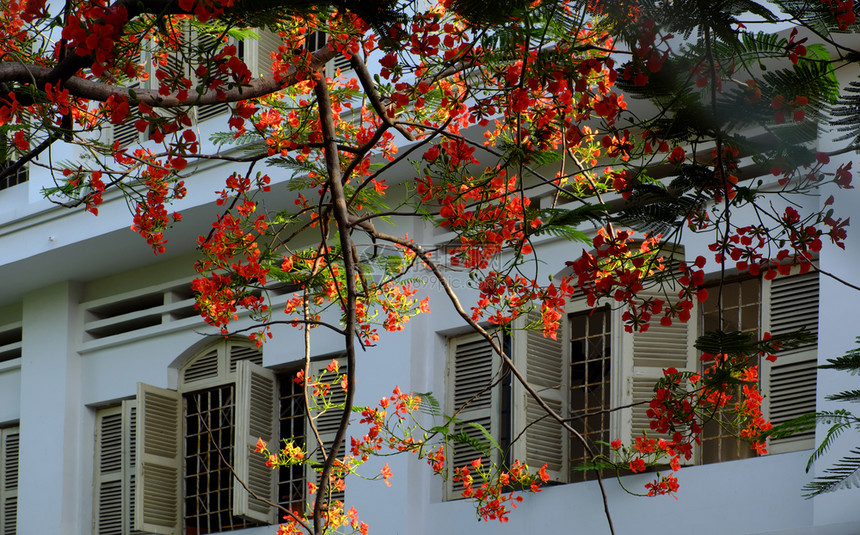 龙飞凤舞早晨叶子越南胡志明市学校开着的红窗鲜花夏火树暑期朵盛放生机蓬勃学夏季的凤凰花符号图片