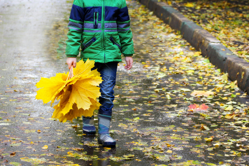 穿着绿色夹克的男孩靴子在路上面有叶子并带着手工制作的黄色叶子花束Y7远足孩子们秋天图片