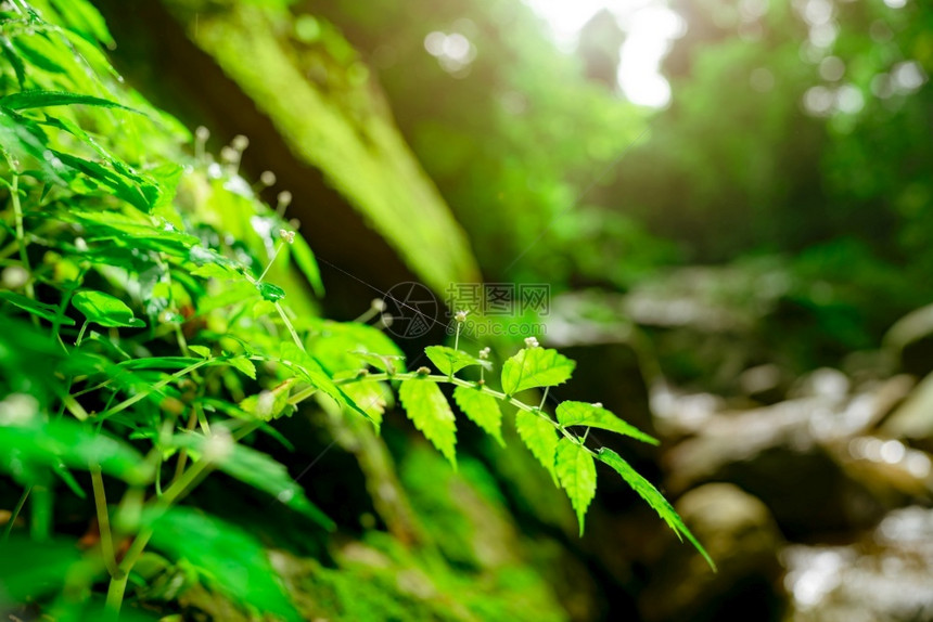 树叶在瀑布岩石上的模糊森林和绿苔上选择有的重点绿叶树以模糊的bokoh背景为颜色阳光新鲜空气热带森林生态旅游背景丛林美丽的图片