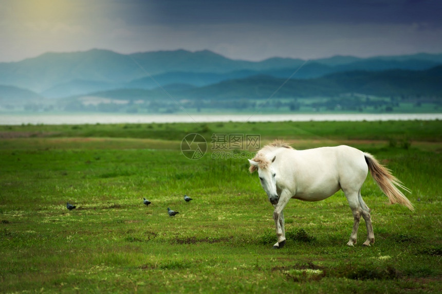 草原尾巴农业夏季在绿地上放松的一匹本地白马个热带湖泊和山峰背景模糊不清其背景图片