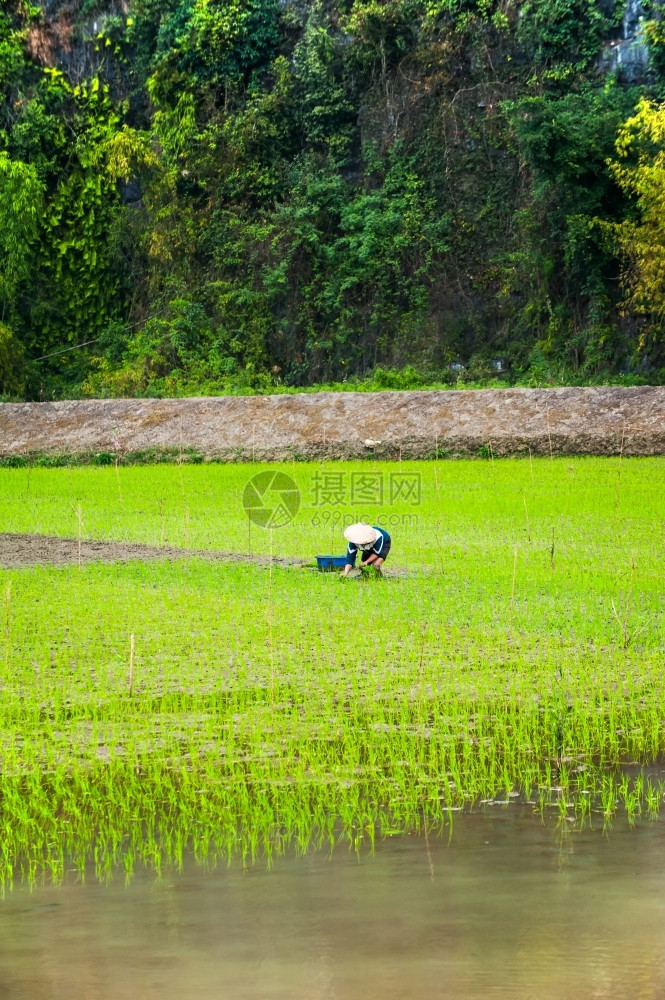 越南农民在米田工作位于越南旅游景点和目的地NinhBinh大雾清晨东南方有机农业旅行宁村庄图片