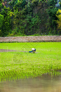 越南农民在米田工作位于越南旅游景点和目的地NinhBinh大雾清晨东南方有机农业旅行宁村庄风景高清图片素材