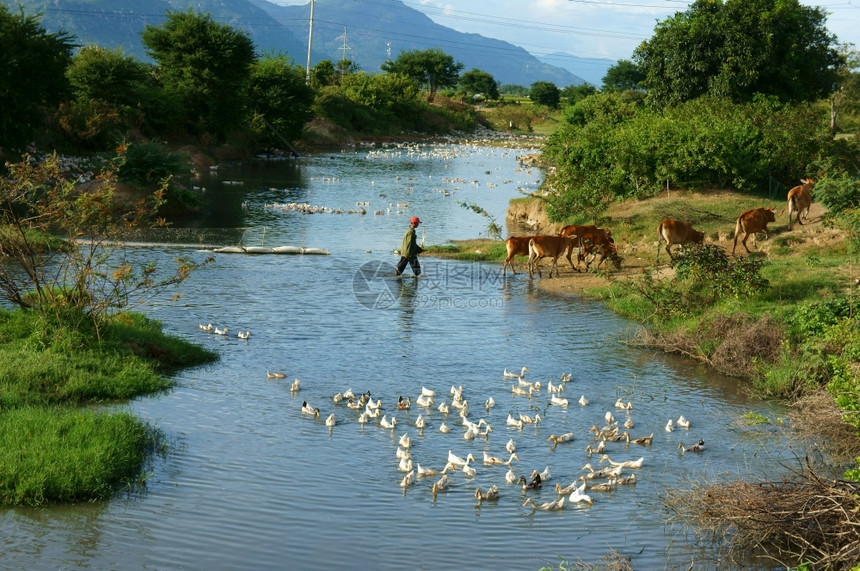 印象2013年月2日越南村亚洲人放牧牛横流鸭子在河上游泳美丽的自然新鲜空气美妙的风景2013年月2日溪流运河图片