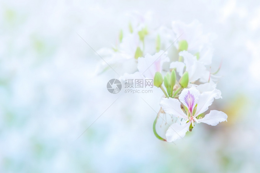 植物学满的质地近身白色Bauhiniavariegata或兰花树在夏季盛开明亮的白色花瓣有紫和粉斑点红花朵在背景中模糊图片