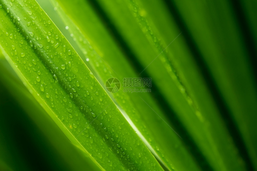 干净的绿色植物树叶上的滴水或雨在园艺背景中为绿植物叶下注雨季青叶纹理背景温泉模式极小绿叶纹理背景地球美丽图片