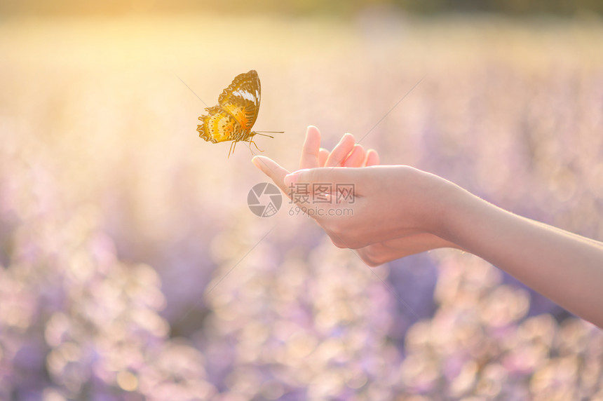 手和谐片刻那女孩把蝴蝶从罐子里解放出来金蓝色的时刻自由概念图片